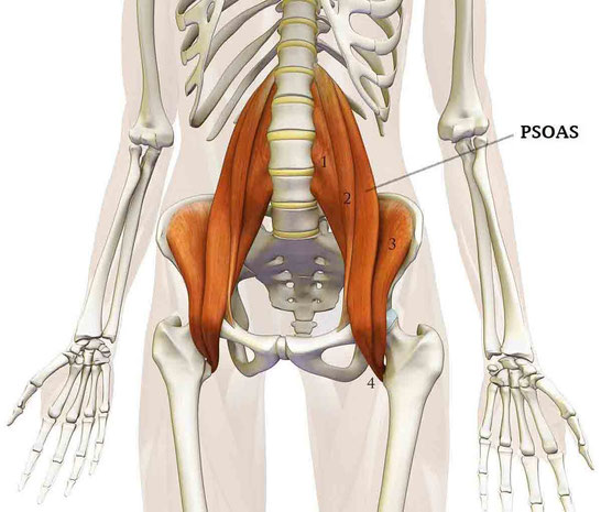 Le psoas