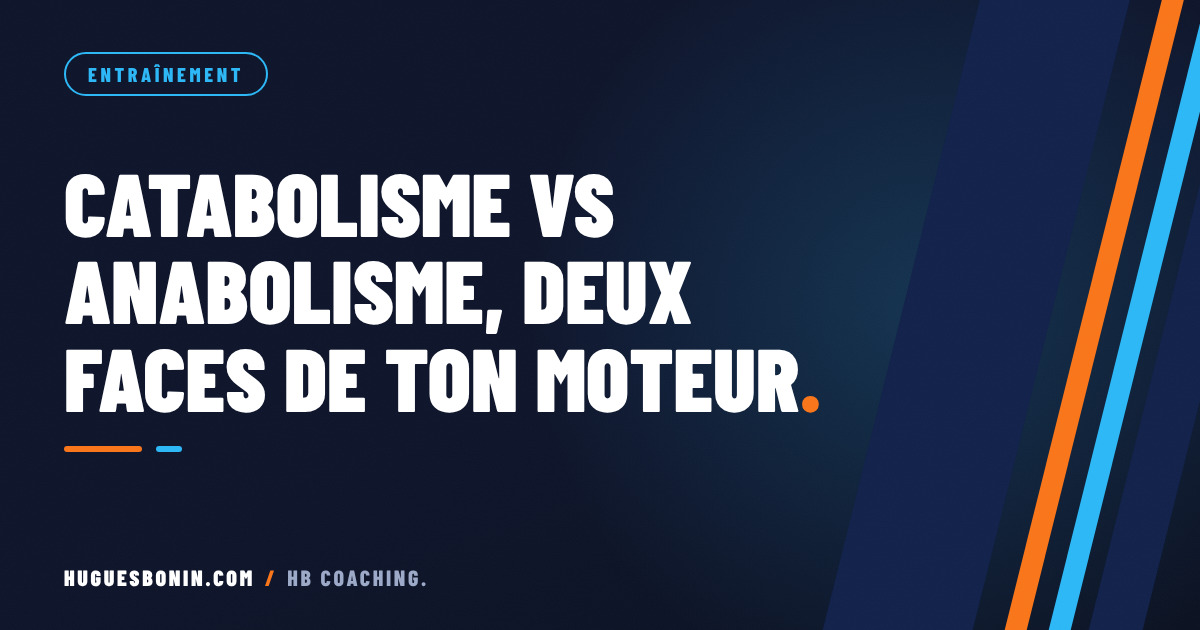 Vignette HB Coaching, catégorie Entraînement : le catabolisme.