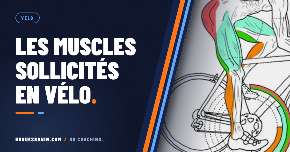 Les muscles sollicités en vélo